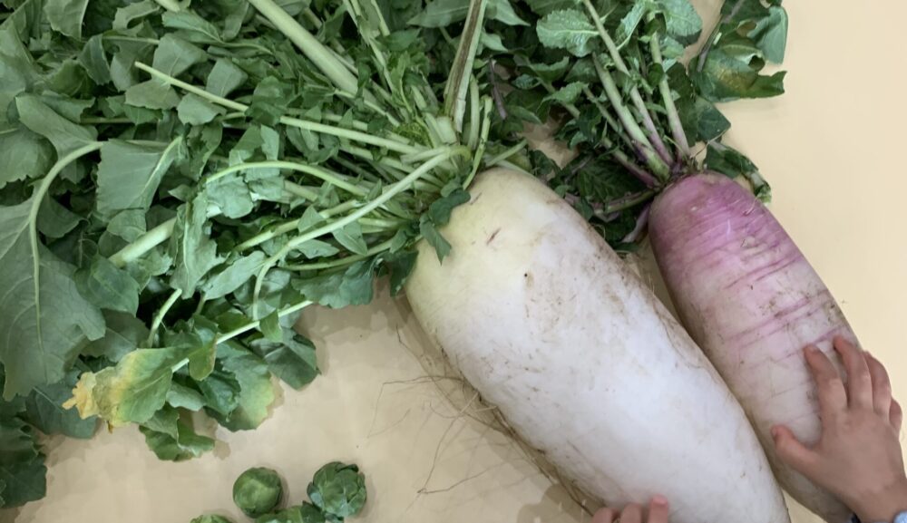 【鵠沼橘園】さくらうみファームの野菜